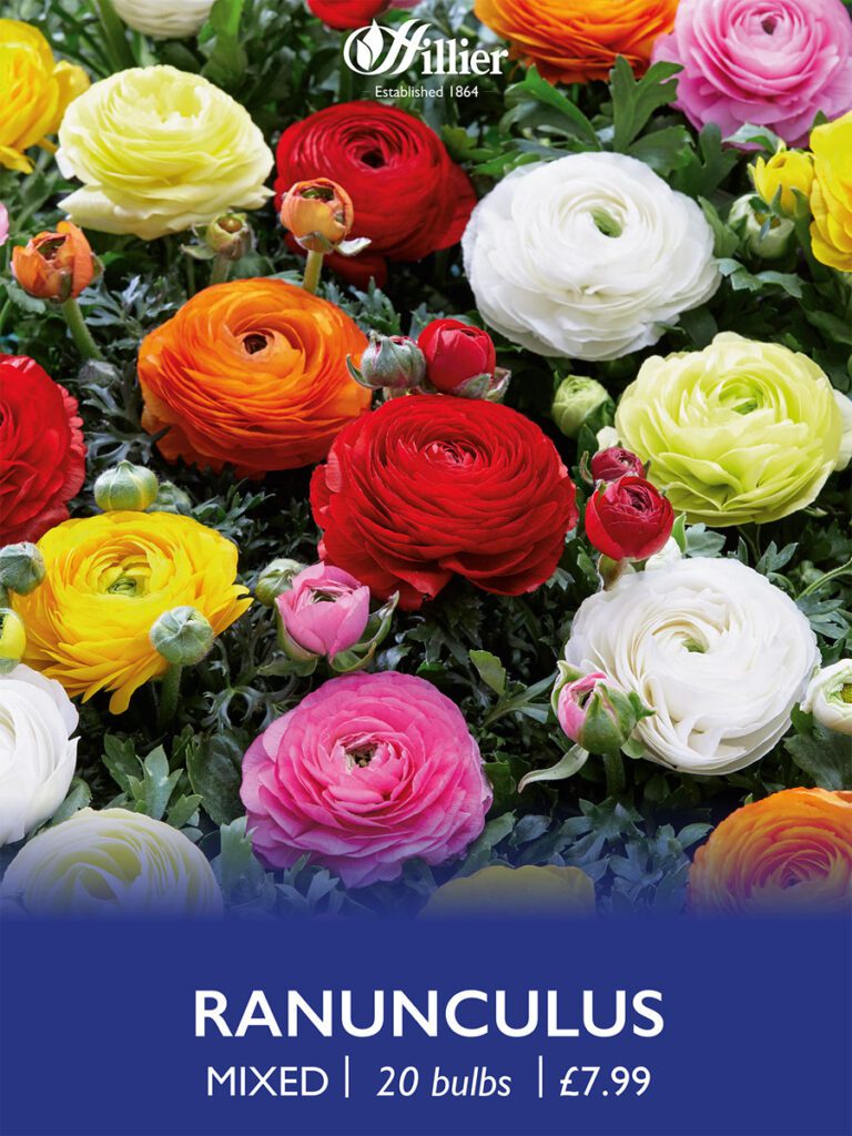 Ranunculus Mixed Bulbs 8718641999028 2